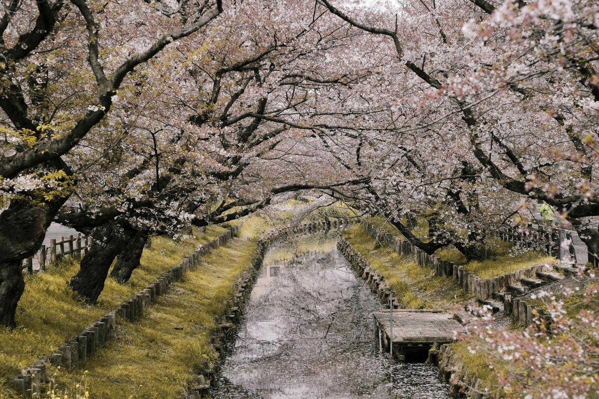 Los cerezos en flor conforman un panorama espectacular en Japón.
