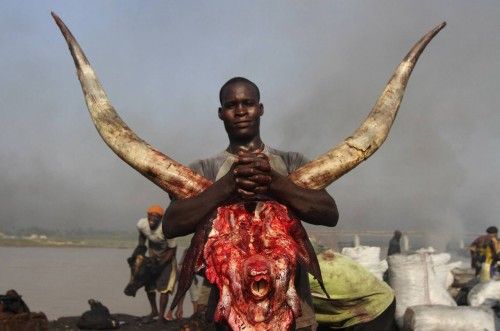 Un hombre lleva una cabeza de vaca en la matanza de Swali en Yenagoa, la capital de Bayelsa (Nigeria)