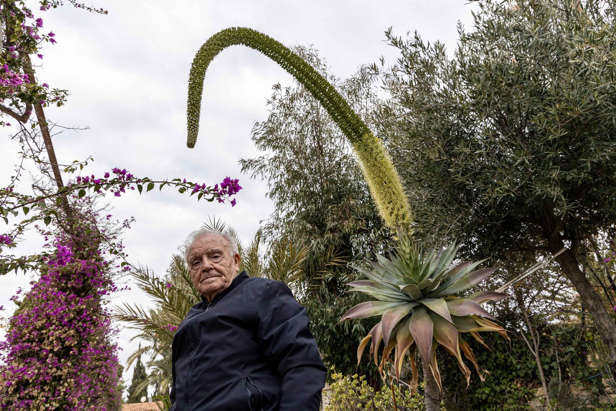 Una espectacular floración de un ejemplar de "agave attenuata" sorprende en El Campello