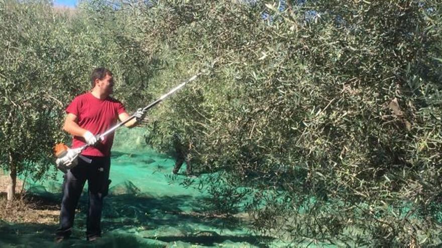 La recolección de la oliva en el Alto Palancia baja un 70 % respecto a 2015
