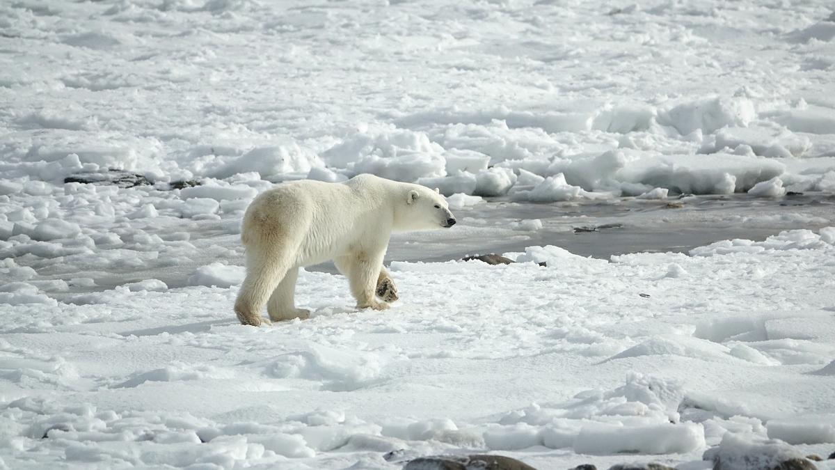 Oso polar en el Ártico.