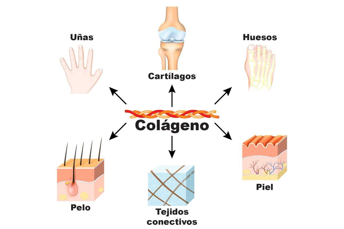 El colágeno es una proteína cuya función es mantener unidas las diferentes estructuras del organismo.