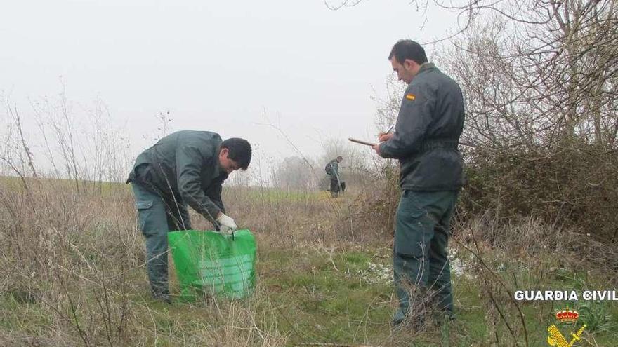 Agentes de la Guardia Civil analizan un envenenamiento de aves y fauna silvestre en Zamora.