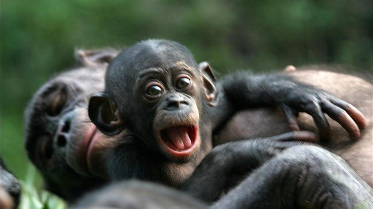 Una madre bonobó y su cría en un rincón de la selva del Congo