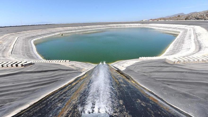 Miles de animales salvajes mueren cada año en balsas de agua: lanzan una campaña para evitarlo