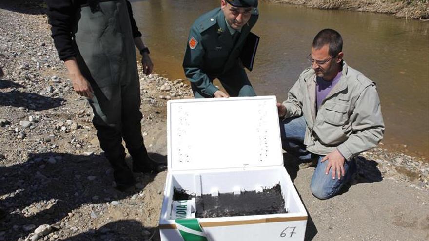 Confiscados más de 5.000 kilos de angulas para la venta ilegal