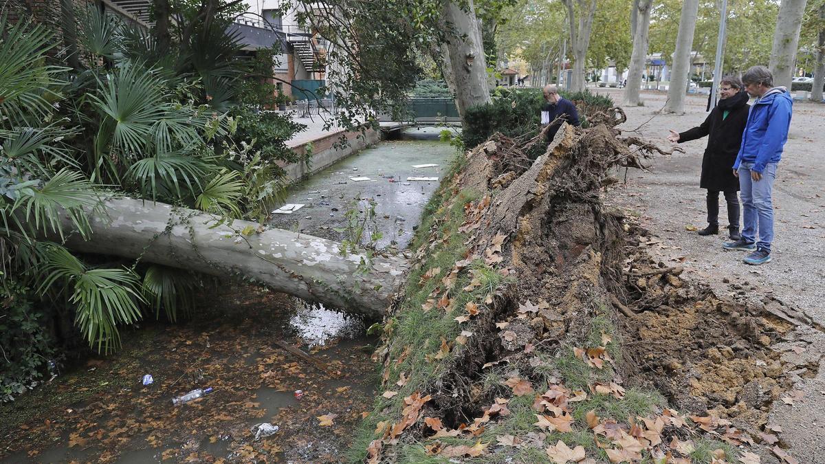 L'arbre caigut a la Devesa aquest mes de novembre.