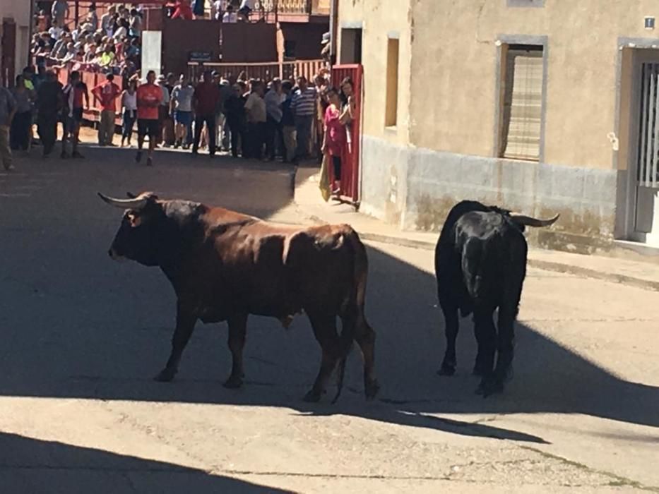 Los encierros de Morales de Toro, en imágenes