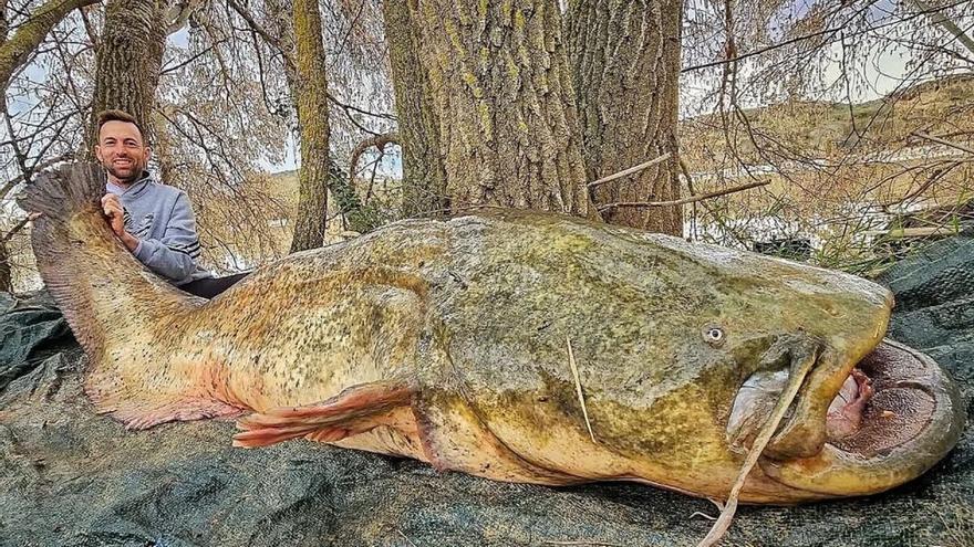 Pescan un gigantesco siluro de 85 kilos y 2,30 metros en el Ebro a su paso por Zaragoza