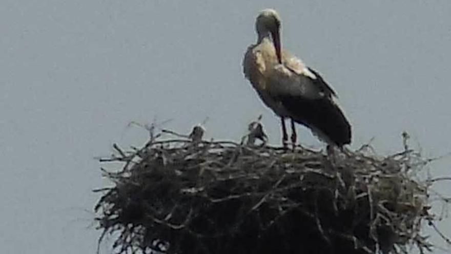 Una cigüeña con al menos dos crías en el nido de Meres hace unos días.
