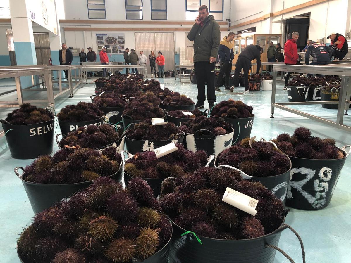 Momento dunha poxa de ourizos na lonxa de Aguiño.