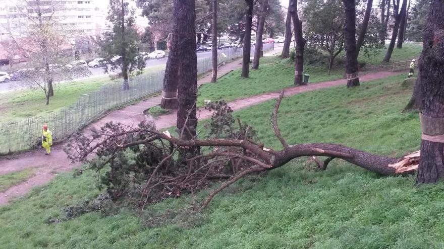 Árbol arrancado esta mañana en O Castro. // J. Lores