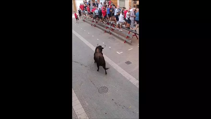 Un bou destroza un buzón de correos en Alcàsser