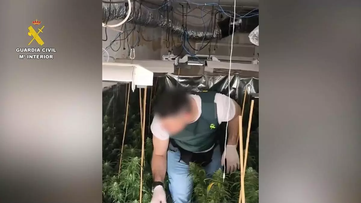 El clan familiar que traficaba con droga en San Vicente: 2.500 gramos de marihuana, pistolas, relojes y hasta tortugas protegidas