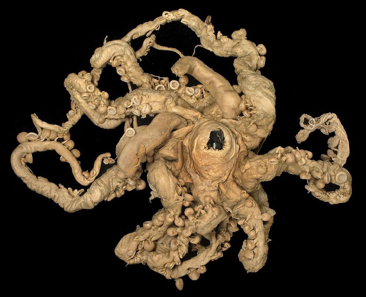 Restos del calamar colosal de Hamilton en el Museo de Historia Natural de Londres.