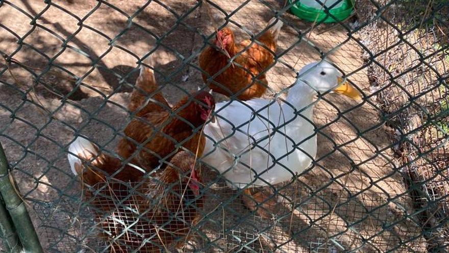 Les gallines d’una veïna de Montjuïc són considerades animals de companyia