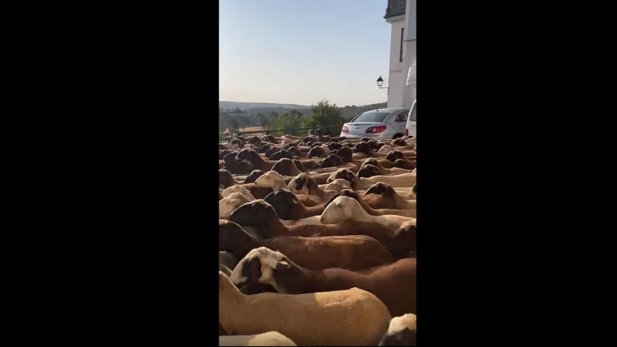 VIDEO | Miles de ovejas alistanas llegan a Puebla de Sanabria