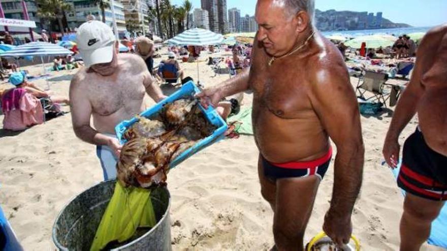 Dos bañistas echan a un cubo medusas recogidas en la playa de Levante.