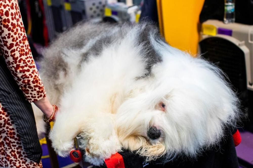 El Westminster Kennel Club, un dels shows de gossos de raça més importants del món