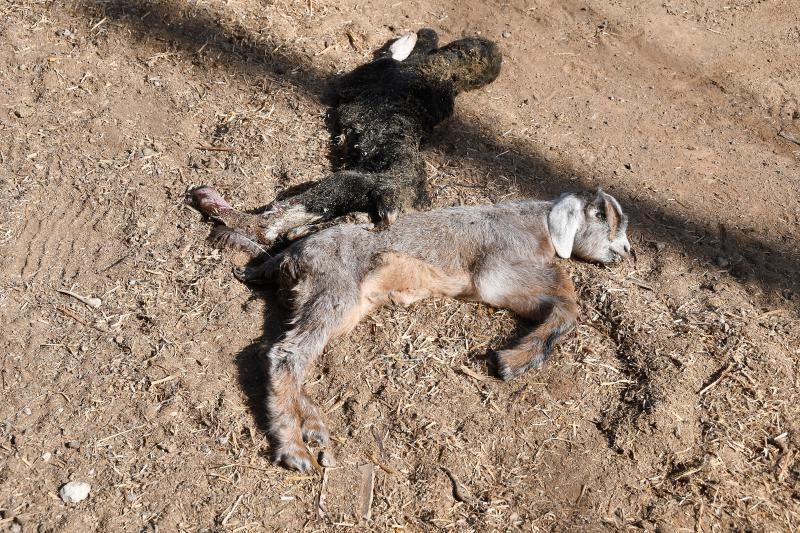 15/03/2019 TELDE.  Granja en la costa de Telde, donde unos perros matarón a una veintena de ovejas. Fotografa: YAIZA SOCORRO.  | 15/03/2019 | Fotógrafo: Yaiza Socorro