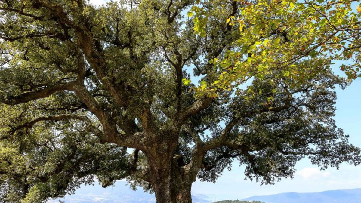 Sobreira da Peneda, da especie “Quercus suber L”.  | // FDV