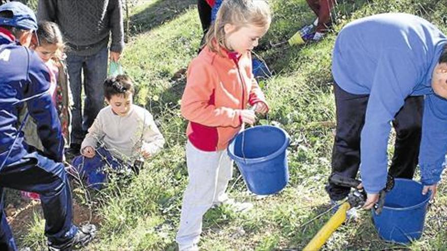 Los escolares plantan pinos y carrascas en la plaza Mosén Baltasar Gallén