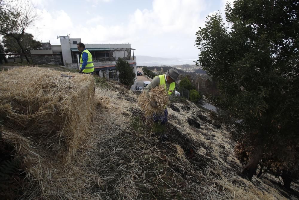 Incendios en Galicia | Paja para recuperar los mon