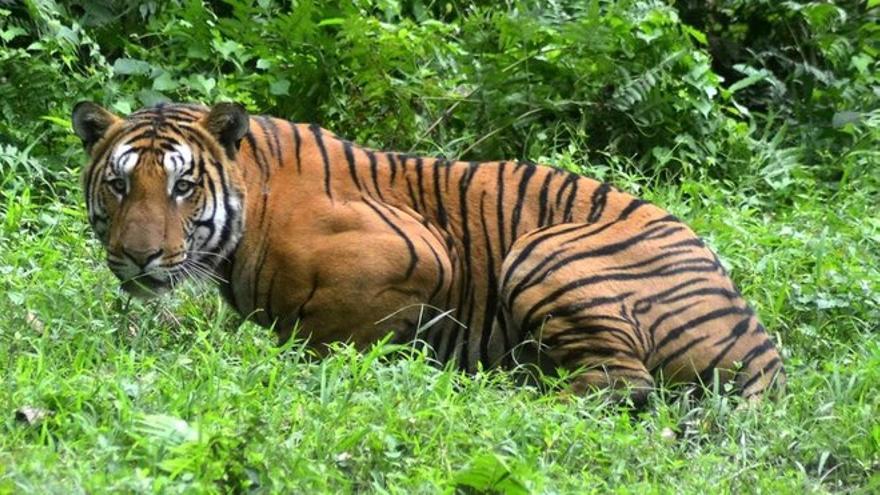 Un tigre ataca a una cuidadora en el zoológico de Topeka (EEUU)