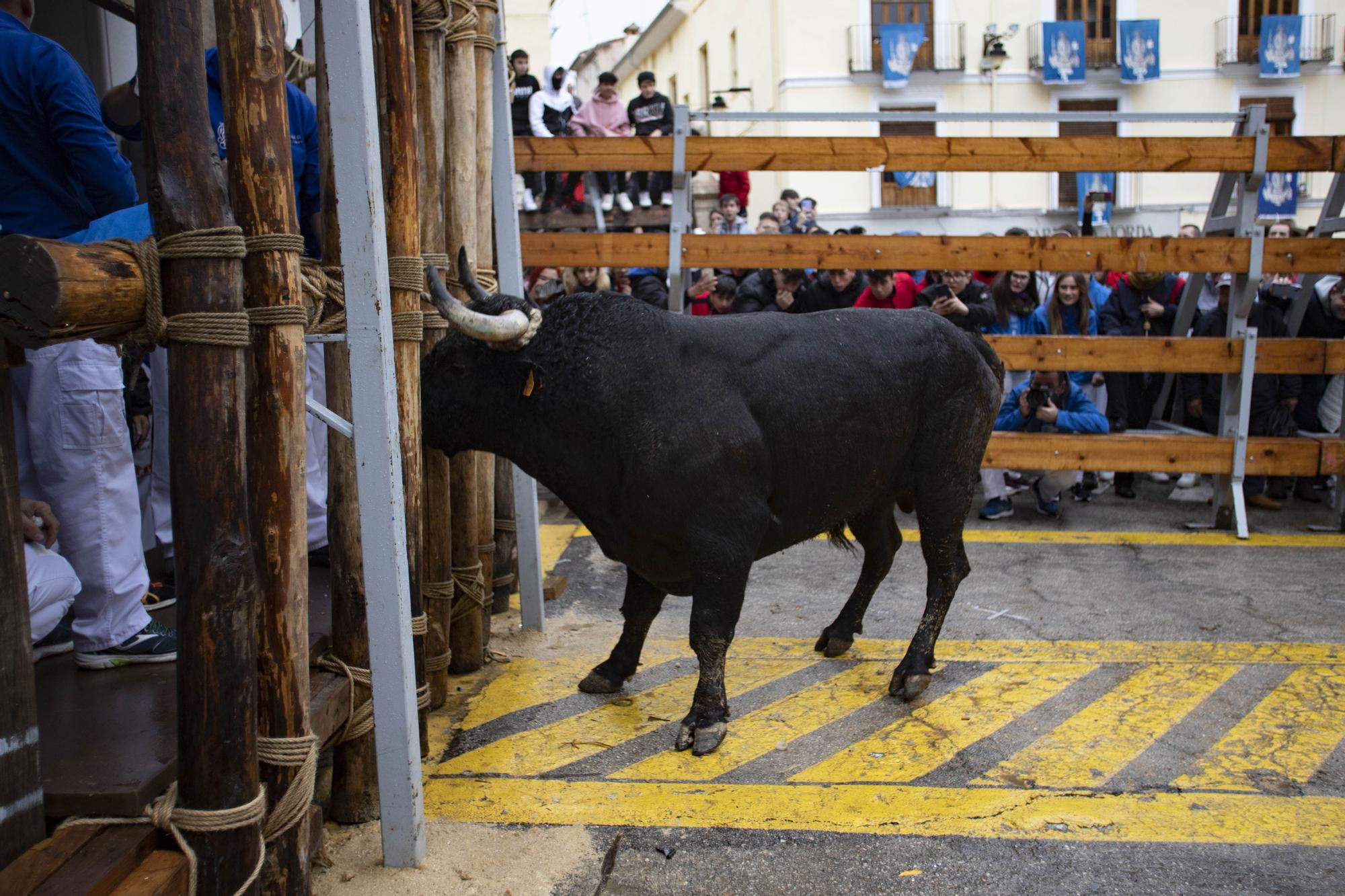 El "Bou en corda" vuelve al Pont Vell de Ontinyent