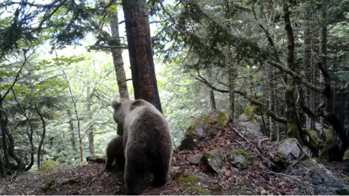 Imagen de la osa con sus crías en la Val d'Aran captadas por agentes de Medio Ambiente del Conselh Generau d'Aran