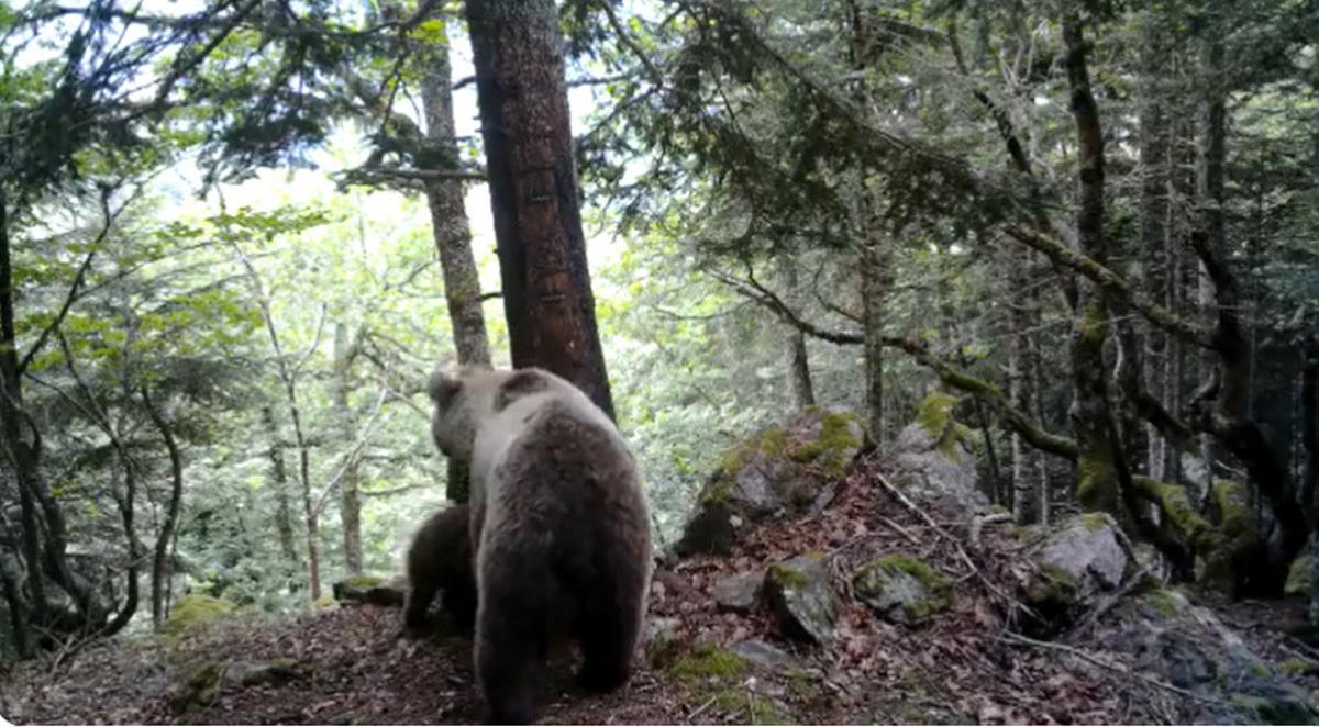 Graven les primeres imatges de l’any d’una ossa i les seves cries a la Vall d’Aran