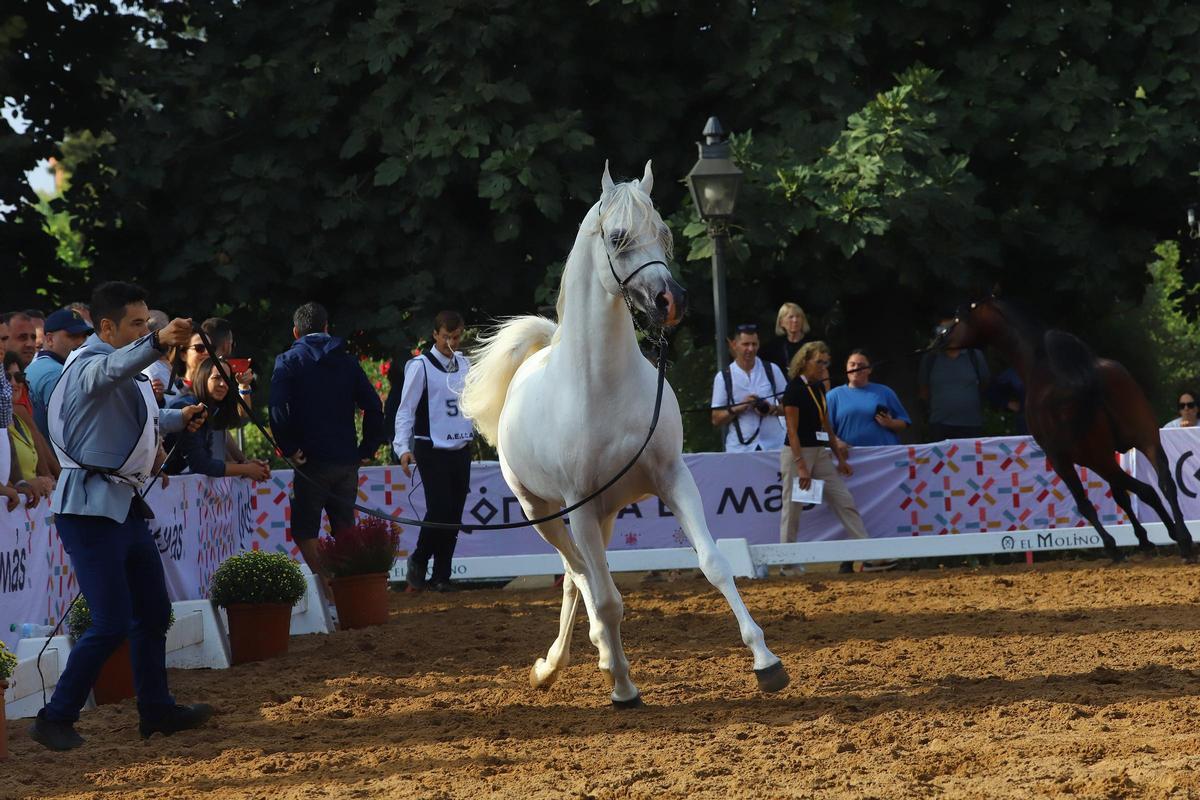 La última jornada del Otoño del Caballo en imágenes La última jornada del Otoño del Caballo en imágenes