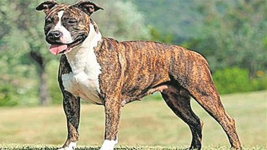 El perro que atacó a dos vecinas de Vila-real no tenía el bozal obligatorio