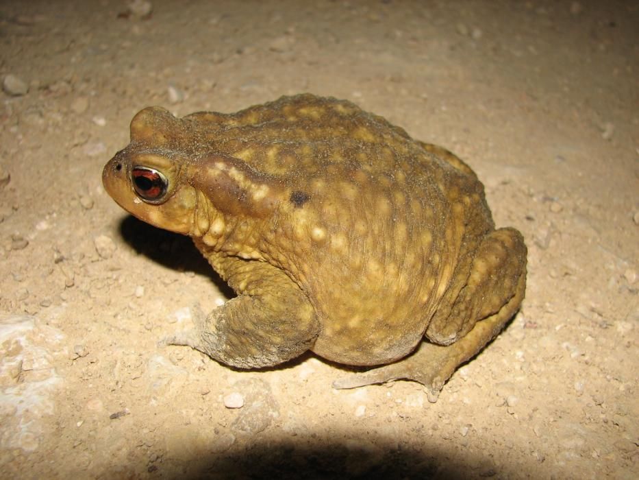 El sapo común, ese gran desconocido