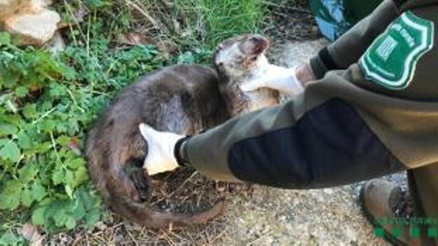 Els efectes mortals de les infraestructures i dels plàstics en la fauna salvatge