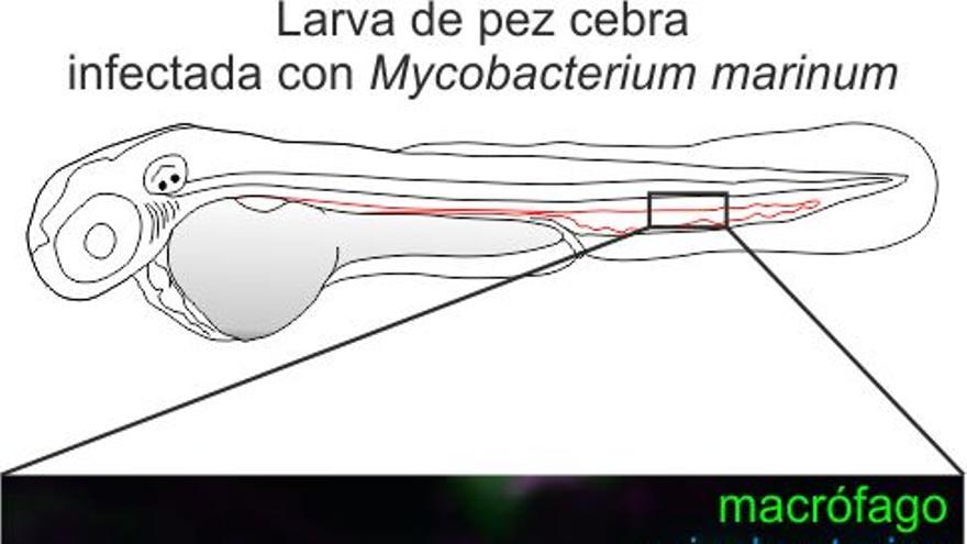 En TB, TNF en exceso provoca ROS mitocondriales en macrófagos infectados, pero no sin infectar del mismo animal.