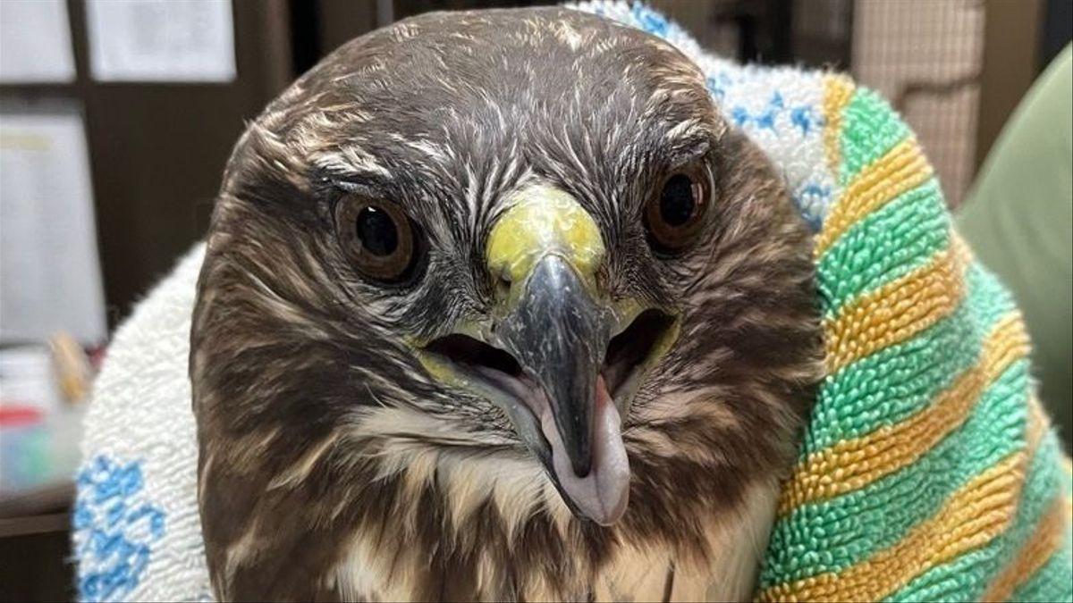 Águila ratonera&#039; rescatada en un barranco en Arona por la Guardia Civil.