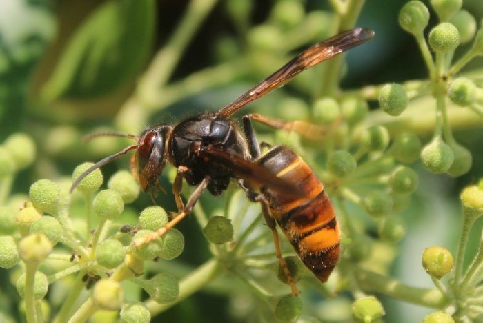 Avispa velutina y asesina en Valencia, Alicante y Castellón: detectan el  primer ejemplar, Detectan el primer ejemplar de avispa asiática en la  Comunitat Valenciana