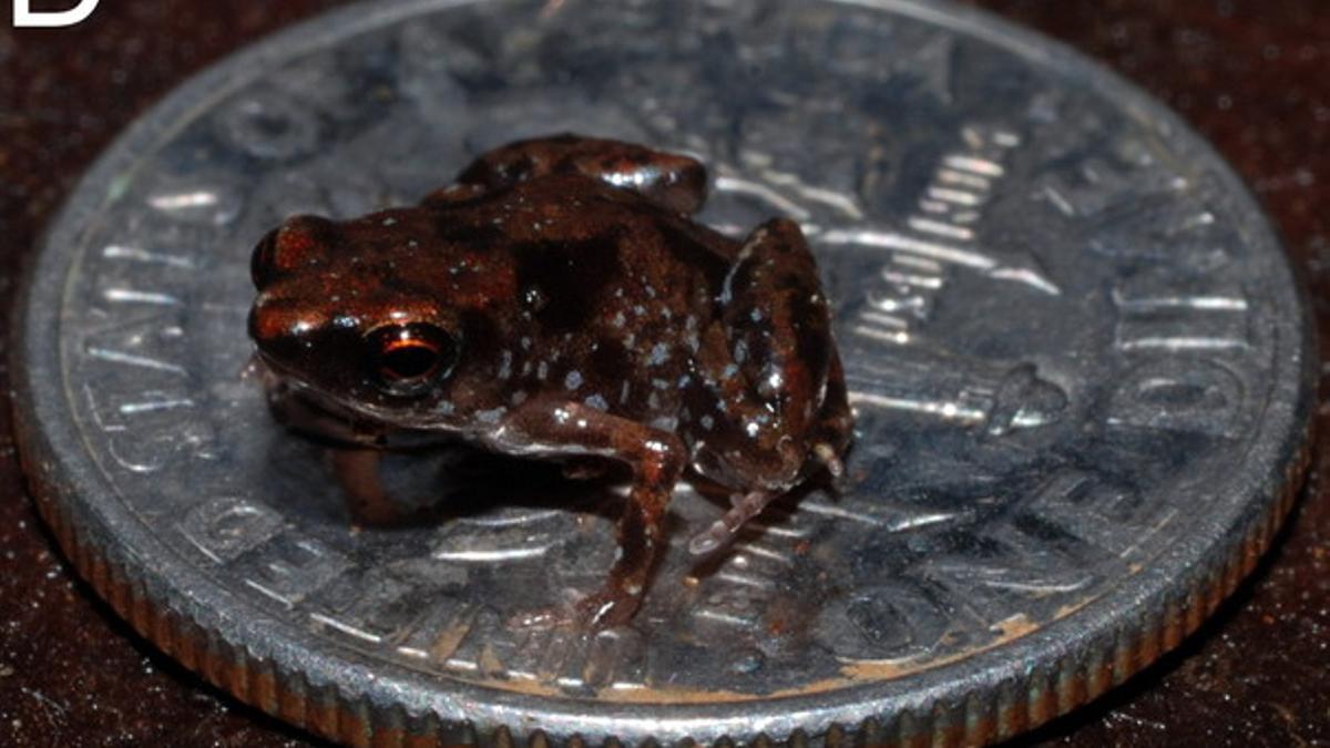 La rana descubierta en Nueva Guinea