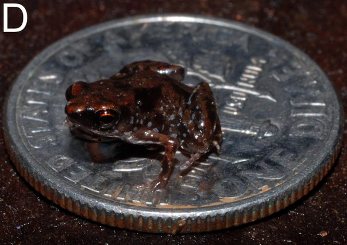 La granota descoberta a Nova Guinea. La granota descoberta a Nova Guinea.