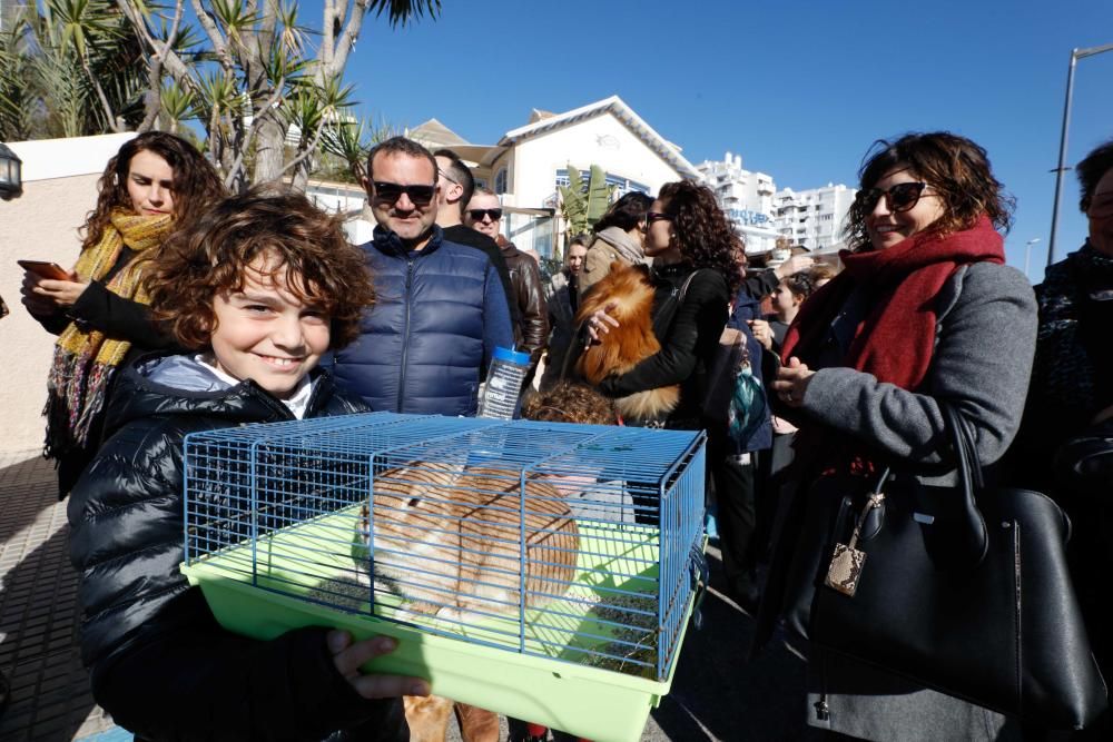 Día grande en Sant Antoni