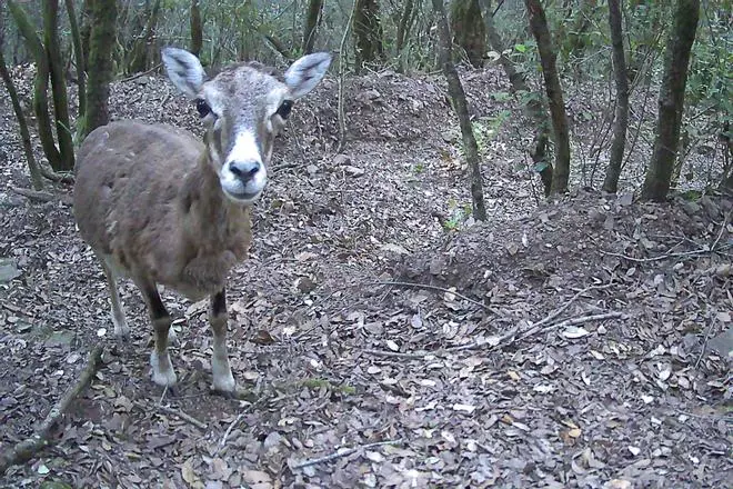 Les fotos amb càmeres de fototrampeig d'animals en espais naturals de Catalunya