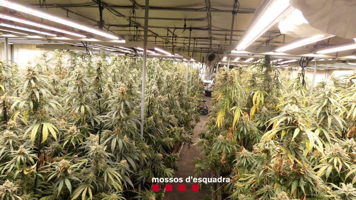 El cultiu de marihuana que els Mossos van localitzar en una nau industrial de Figueres.