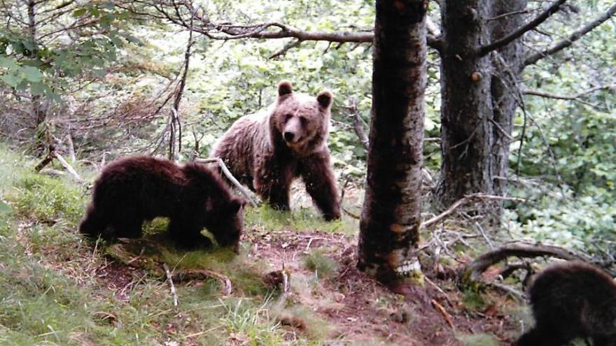 La muerte de las dos ovejas en Bonansa no se produjo por el ataque de un oso