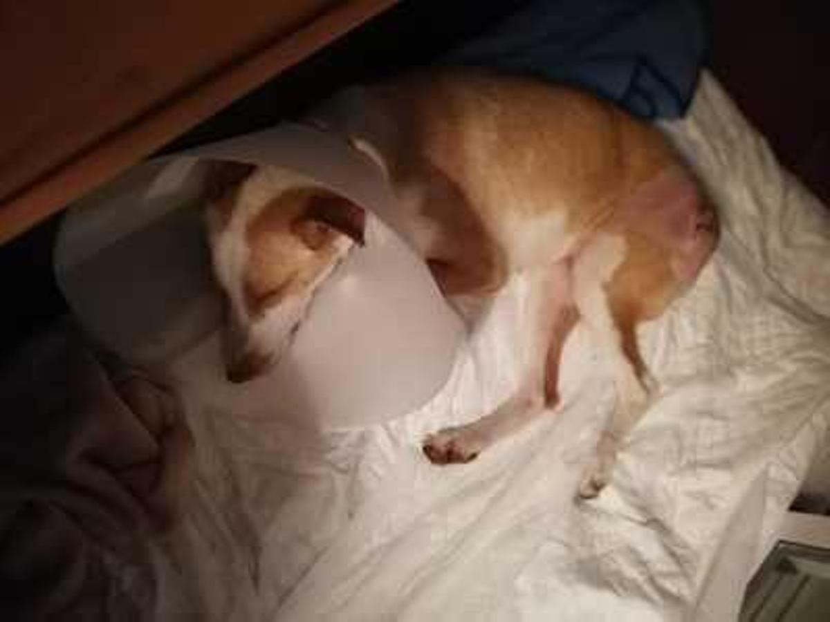 Un mar de libros para curar a perros y gatos
