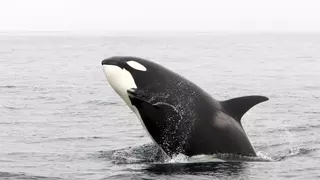 Sorprendente hallazgo: las orcas se acercan a los humanos para ‘regalarles’ comida