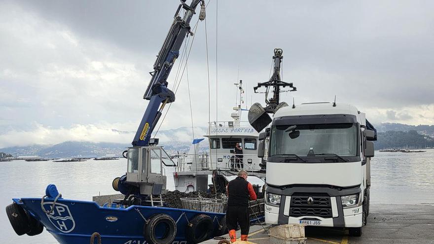 La toxina remite y la actividad regresa al muelle de A Mosqueira, en Moaña