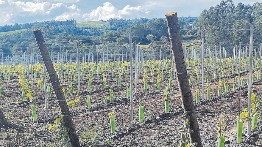 Una de las nuevas plantaciones de viñedo en A Estrada / ecg