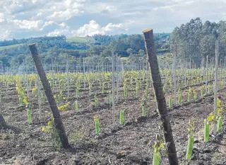 De 42,3 hectáreas a 293 en 23 años: así crece el cultivo de Rías Baixas en la ribera del Ulla