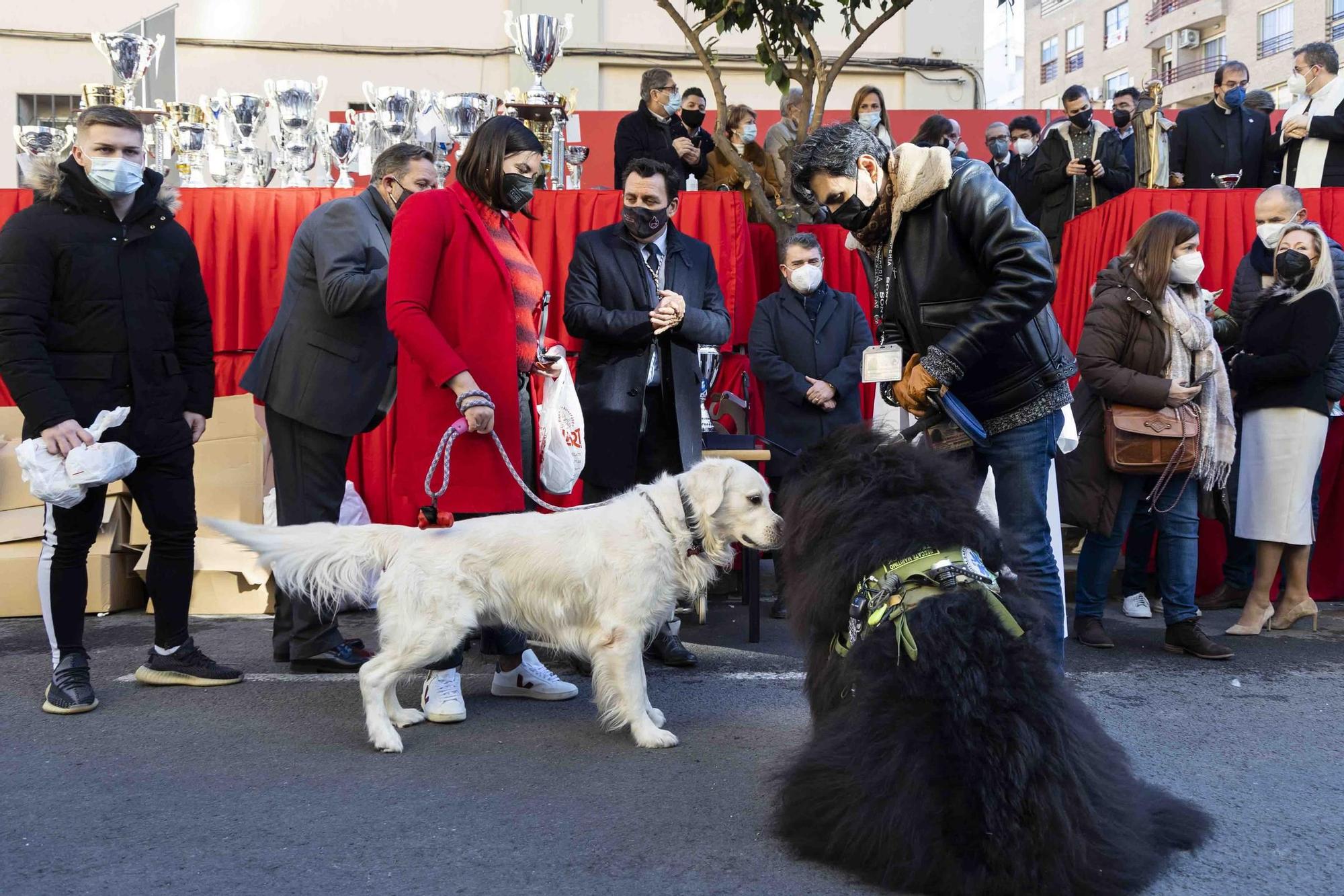 Búscate en la bendición de animales de Sant Antoni